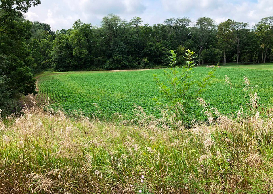 Winchester road auction11