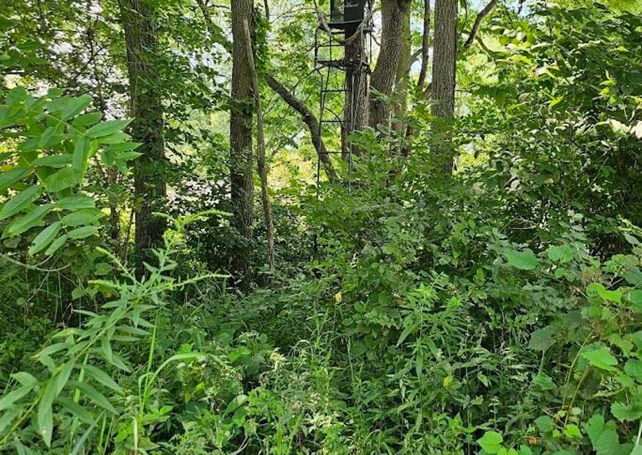 Remote image